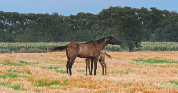 Beaux Chevaux Dans Prairie Verte Pendant Beau Ciel Couchant — Video