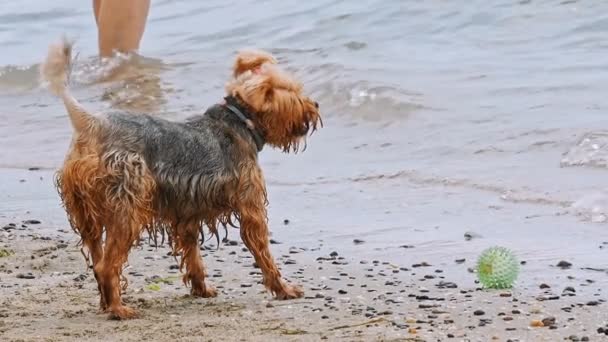 夏季时在沙滩上的小约克夏猎犬 — 图库视频影像