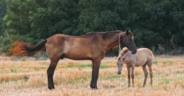 美丽的马在绿色的草地上 在美丽的日落天空 — 图库视频影像