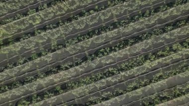 Korsika, Fransa 'da geniş, yemyeşil bir alana kuş bakışı bir bakış..