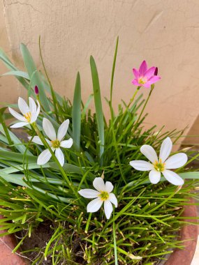 Fotoğraf, yeşil yapraklı pembe ve beyaz çiçeklerin çarpıcı kontrastını yakalıyor..