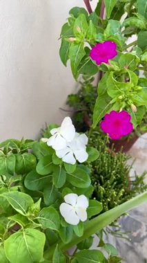 Beyaz Madagaskar Periwinkle ve Pembe Saat Dört Çiçekleri 'nin kontrastını gösteren yakın çekim videosu. Bahçe, süs bitkisi ve doğa görüntüleri için mükemmel..