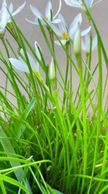 Beyaz Yağmur Zambağı çiçekleri ve çimen benzeri yapraklar hareket halinde, rahatlama görselleri için mükemmel..