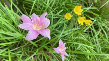 Yeşil yapraklı canlı pembe ve sarı çiçekli çiçek açan yağmur zambaklarının yakın çekim videosu bahçe, peyzaj ve mevsimsel doğa güzelliği ile ilgili stok görüntüleri için mükemmeldir..