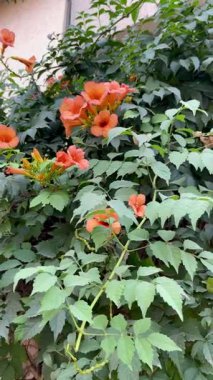 Sarmaşıkta açan turuncu trompetçi çiçeklerinin (kampüs radyanları) video görüntüleri. Bahçe, süs ve çiçek desenli görüntüler için mükemmel..