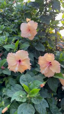 Kırmızı merkezli soluk şeftali çiçeği videosu güzellik ve doğayı sembolize ediyor. Botanik ve süs bitkisi temaları için mükemmel.