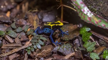 Sarı sırtı, siyah benekleri ve orman zemininde koyu mavi bacakları olan kurbağanın yatay fotoğrafı.
