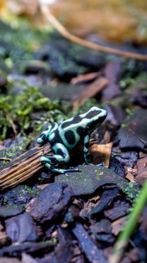 Nemli ormanda doğal zemin üzerinde kara lekeler olan yeşil kurbağaya yakın plan.