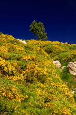 Fransa 'nın güneyinde yaz aylarında Pireneler' in dağ manzarası. Yazı tipi Romeu 'da çayırlar ve ormanlar.
