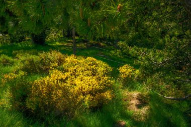 Fransa 'nın güneyinde yaz aylarında Pireneler' in dağ manzarası. Yazı tipi Romeu 'da çayırlar ve ormanlar.