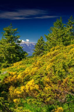 Fransa 'nın güneyinde yaz aylarında Pireneler' in dağ manzarası. Yazı tipi Romeu 'da çayırlar ve ormanlar.