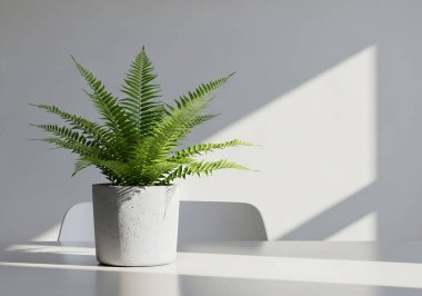 Saksıda saksı çiçeği