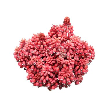 Buket çiçek açması muscari beyaz arka plan üzerinde izole