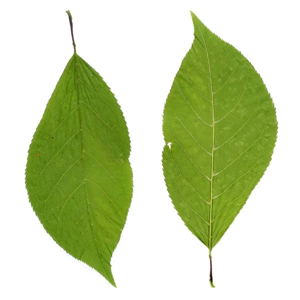 Grüne Blätter Auf Einem Isolierten Weißen Hintergrund — Stockfoto