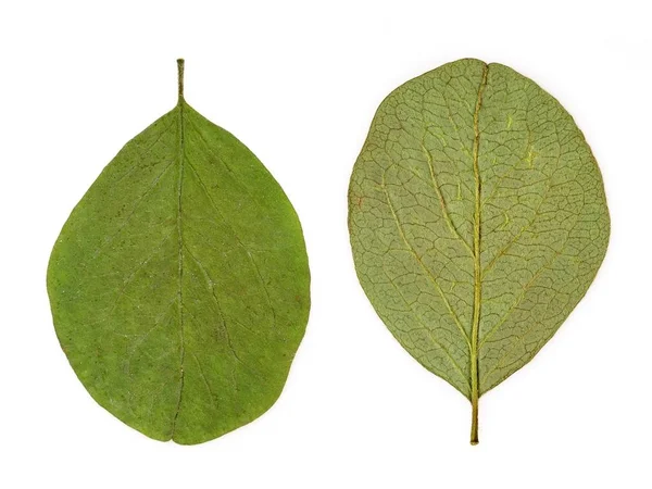 Grüne Blätter Auf Einem Isolierten Weißen Hintergrund — Stockfoto