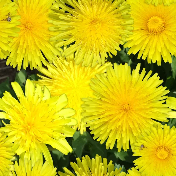 Padrão Sem Costura Uma Foto Flores Dente Leão — Fotografia de Stock