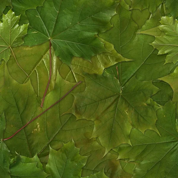 Patrón Sin Costura Con Hojas Arce Verde — Foto de Stock