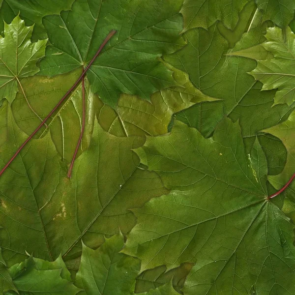 Yeşil Akçaağaç Yaprakları Ile Seamless Modeli — Stok fotoğraf