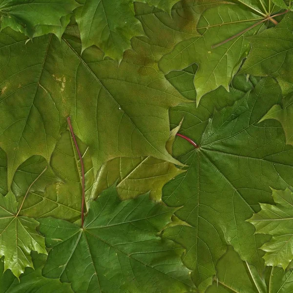Yeşil Akçaağaç Yaprakları Ile Seamless Modeli — Stok fotoğraf