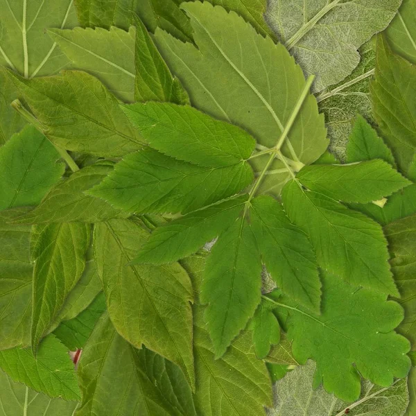 Yeşil Çimenli Kusursuz Desen — Stok fotoğraf