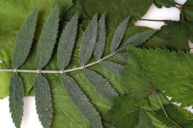 Yeşil yaprakların soyut desen