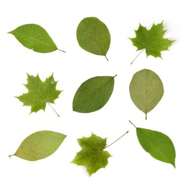 İzole edilmiş beyaz arkaplanda yeşil yapraklar