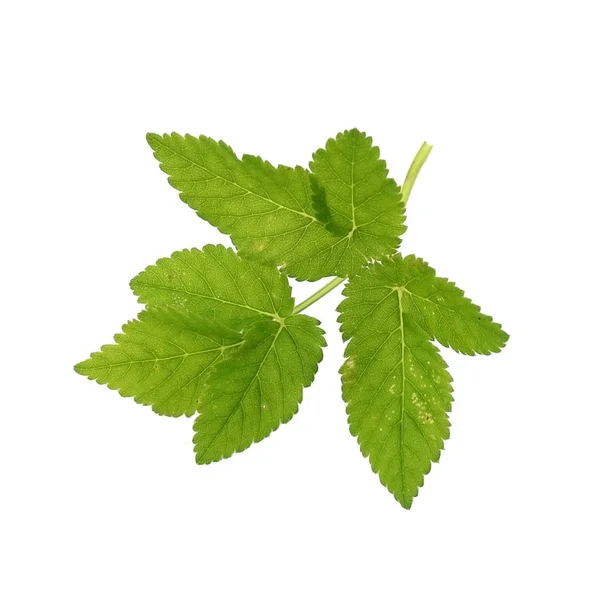 Groene Bladeren Een Geïsoleerde Witte Achtergrond — Stockfoto