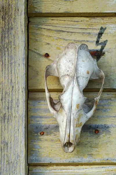 Eski Bir Hayvan Kafatası Bir Ahşap Duvar — Stok fotoğraf