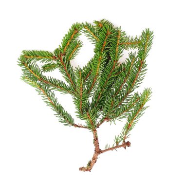 Beyaz arka plan üzerinde tebrik kartları, posterler ve afiş oluşturmak için izole Noel ağacı dalı