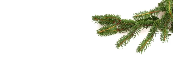Ramo Árvore Natal Isolado Fundo Branco Para Criar Cartões Saudação — Fotografia de Stock