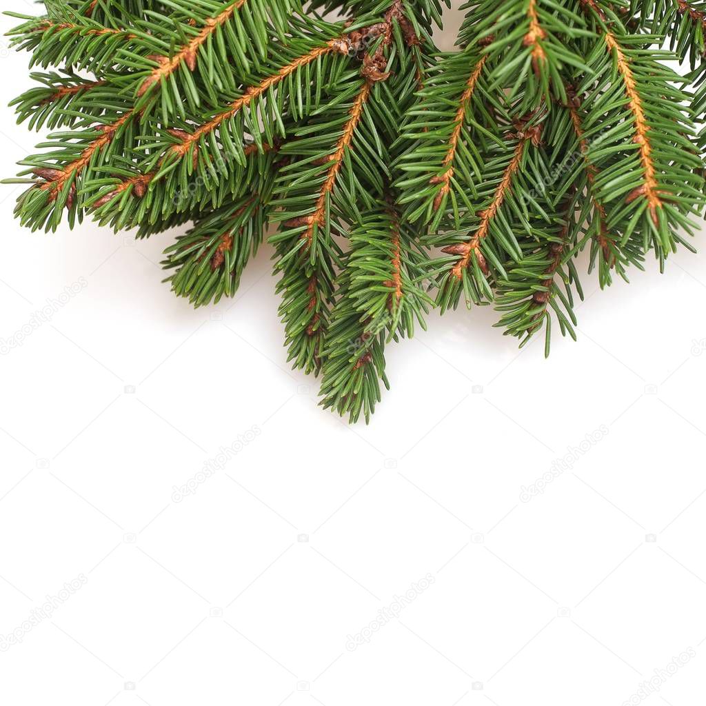 Christmas tree branch isolated on white background to create greeting cards, posters and banners