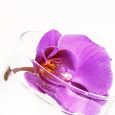 Beyaz arkaplanda izole edilmiş suda pembe orkide