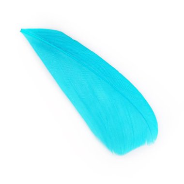 Parlak renkli kuş tüyü beyaz arkaplanda izole edildi