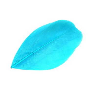 Parlak renkli kuş tüyü beyaz arkaplanda izole edildi