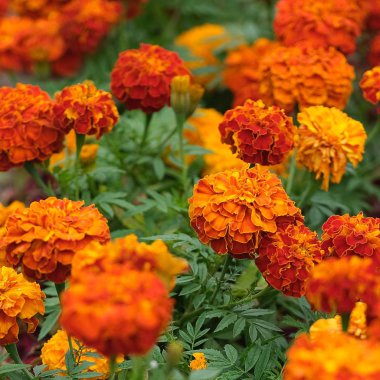 Posterler / pankartlar / kartpostallar oluşturmak için çiçek kompozisyonu /