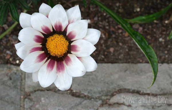 Blumenkomposition Zur Erstellung Von Postern Bannern Postkarten Grußkarten — Stockfoto