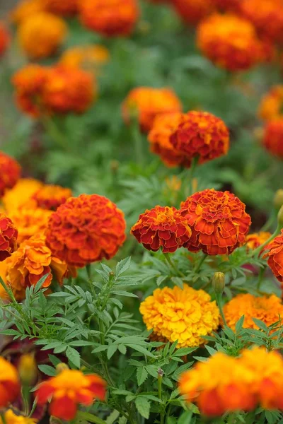 Blumenkomposition Zur Erstellung Von Postern Bannern Postkarten Grußkarten — Stockfoto