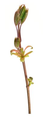 Beyaz arkaplanda tomurcukları ve küçük yaprakları olan bitki dalı