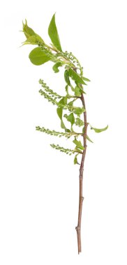 Beyaz arkaplanda tomurcukları ve küçük yaprakları olan bitki dalı