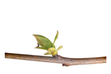 Beyaz arkaplanda tomurcukları ve küçük yaprakları olan bitki dalı