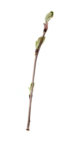 Beyaz Arkaplanda Tomurcukları Küçük Yaprakları Olan Bitki Dalı — Stok fotoğraf