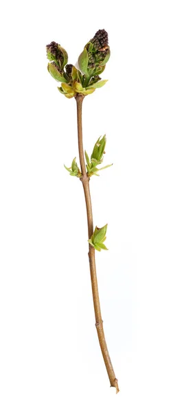 Pflanzenzweig Mit Knospen Und Kleinen Blättern Isoliert Auf Weißem Hintergrund — Stockfoto