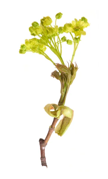 Ramo Planta Com Botões Pequenas Folhas Isoladas Fundo Branco — Fotografia de Stock