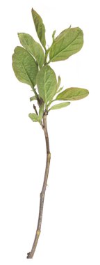 Beyaz arkaplanda tomurcukları ve küçük yaprakları olan bitki dalı