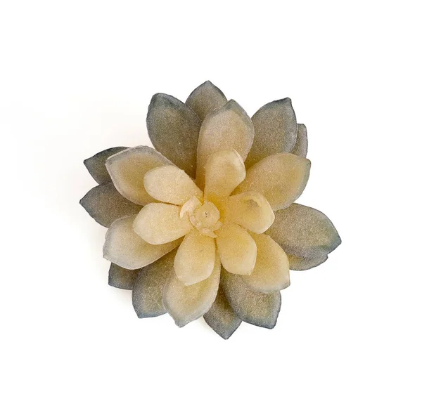 Artificial succulent isolated on a white background for creating symbolic posters, postcards and wallpapers, as well as for any other design ideas. Design element with clipping path