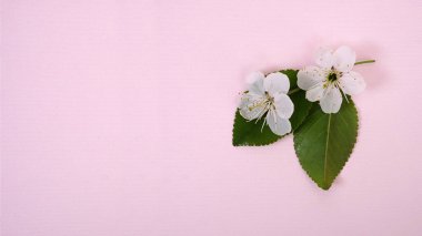 Kiraz ağacı çiçekleri ve yaprakları pembe arka planda izole edilmiş.