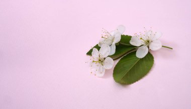 Kiraz ağacı çiçekleri ve yaprakları pembe arka planda izole edilmiş.