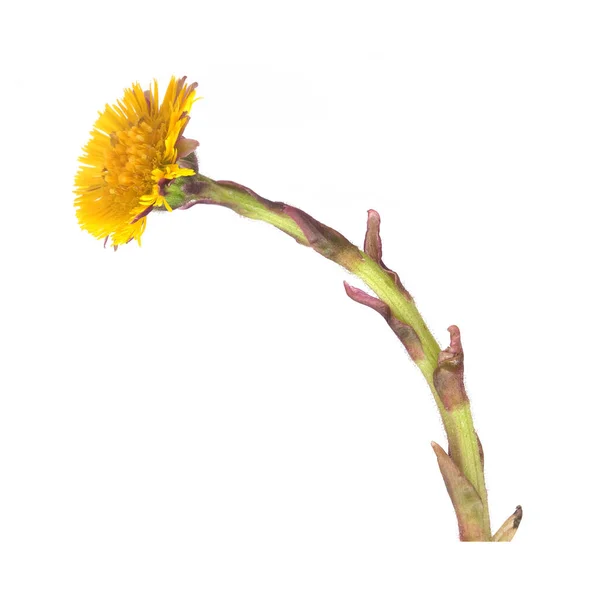 Sárga Coltfoot Virág Elszigetelt Fehér Háttér — Stock Fotó