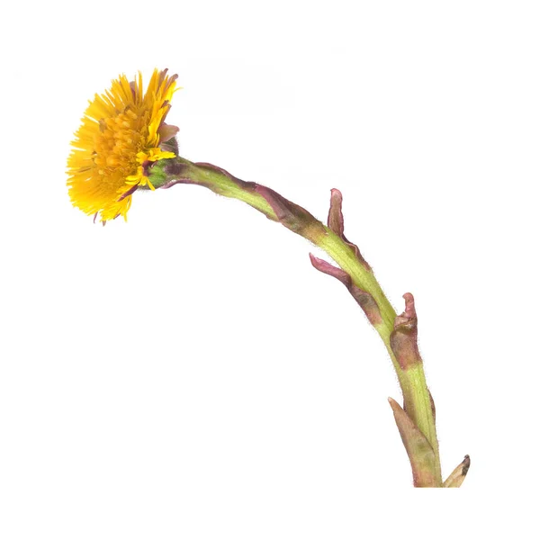 Flor Coltsfoot Amarilla Aislada Sobre Fondo Blanco —  Fotos de Stock