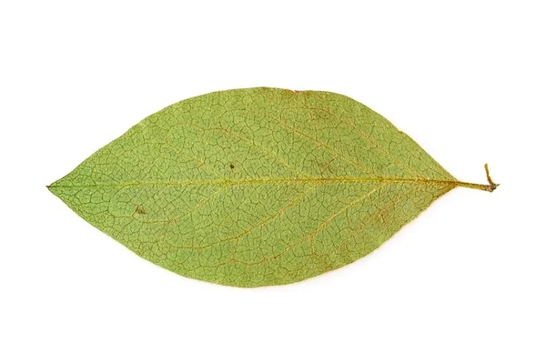 Feuilles Vertes Isolées Sur Fond Blanc — Photo